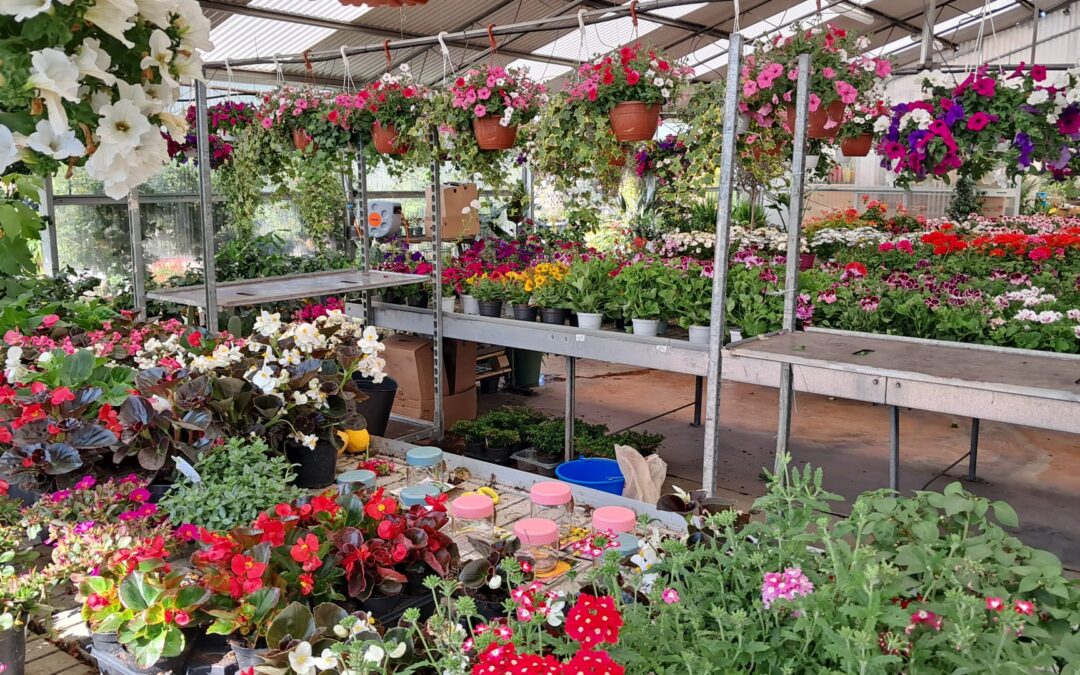 A Spasso tra Piante, Fiori e Vivai