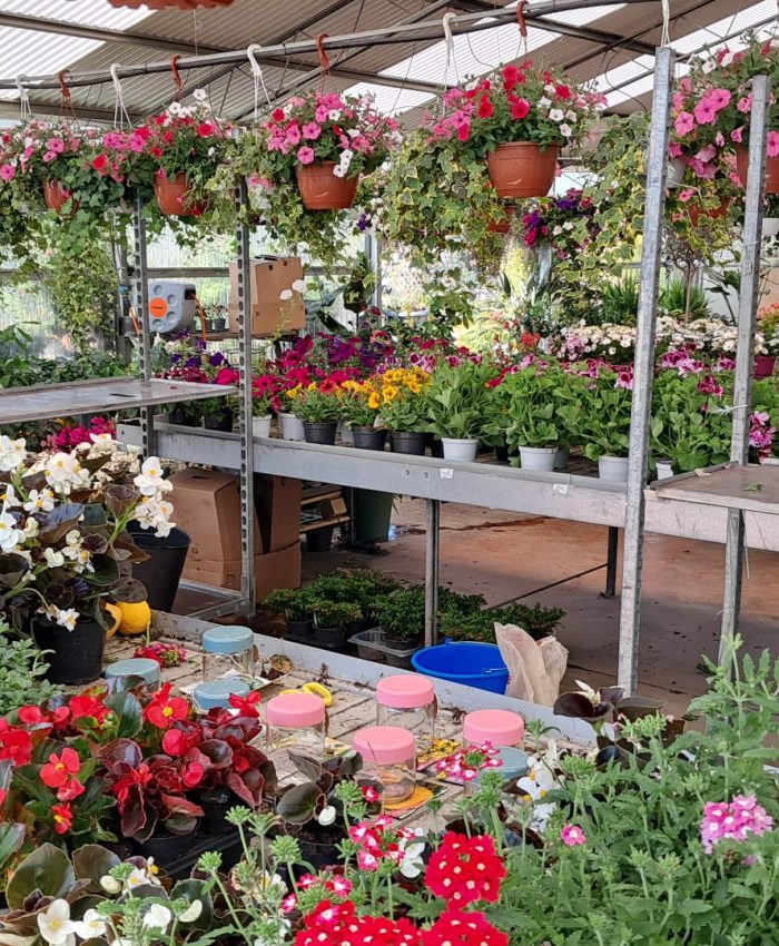 A Spasso tra Piante, Fiori e Vivai